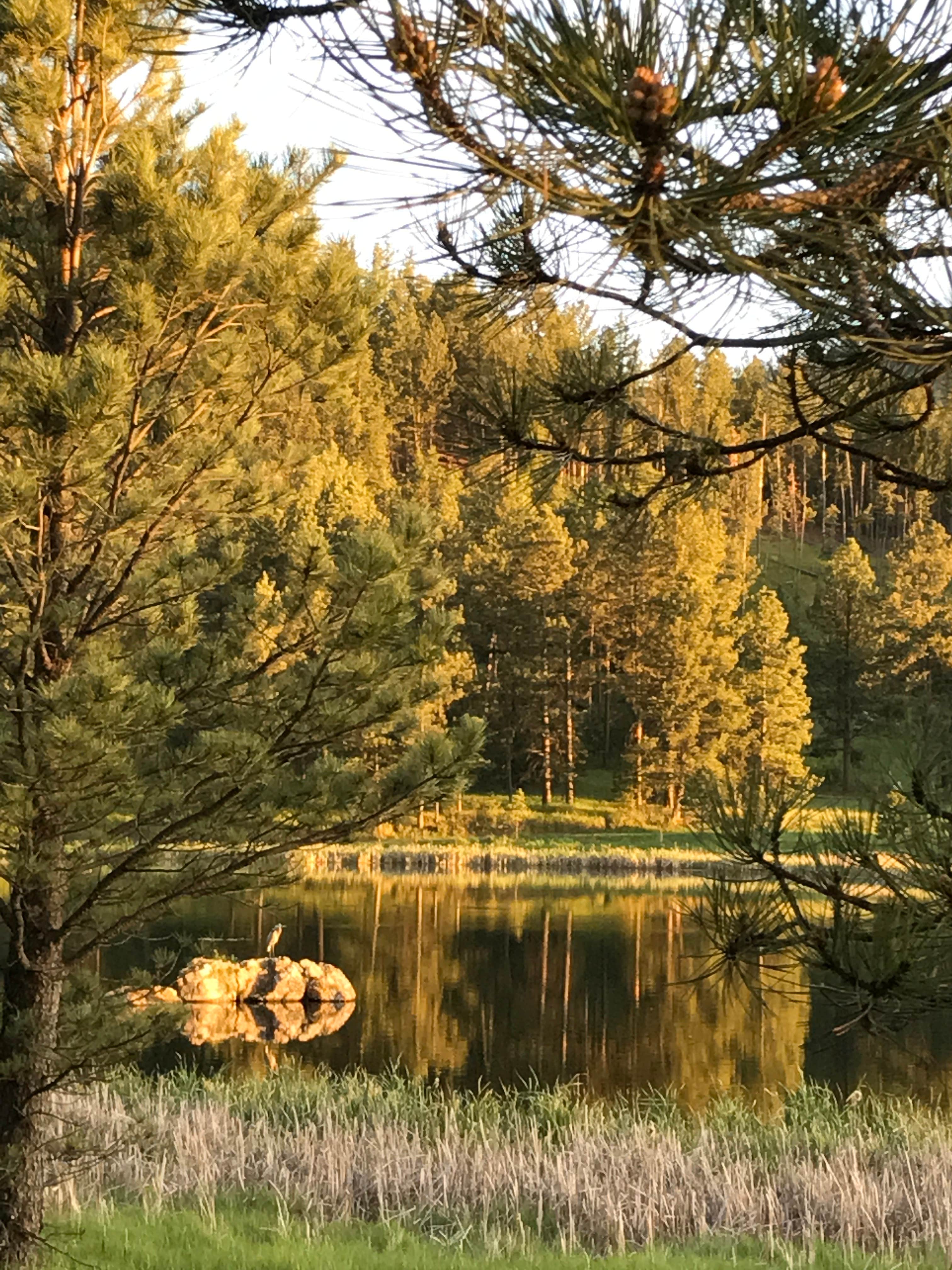 Camper submitted image from Legion Lake Campground — Custer State Park - 5