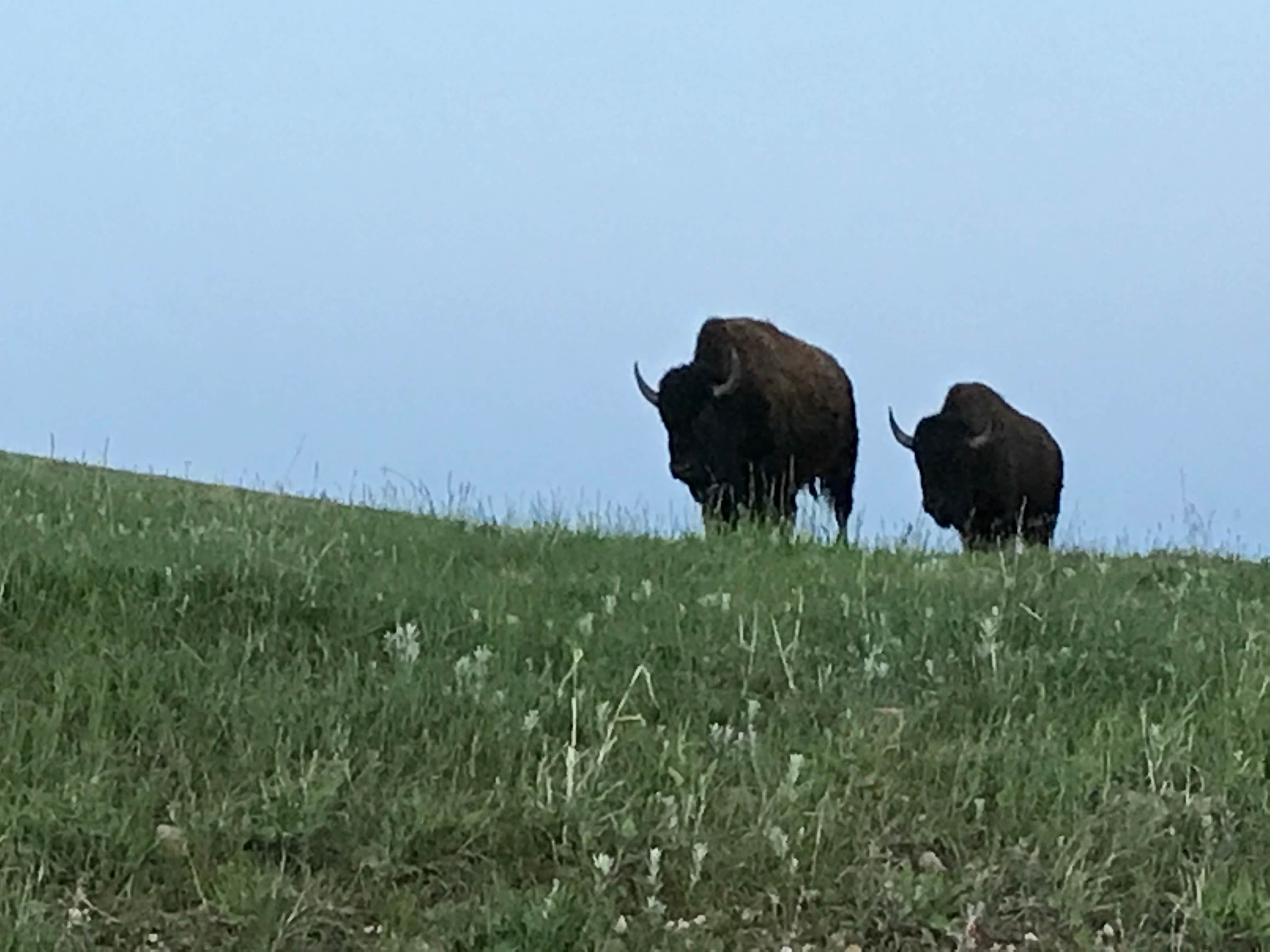Camper submitted image from Legion Lake Campground — Custer State Park - 3