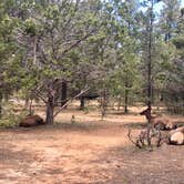 Review photo of Mather Campground — Grand Canyon National Park by Alicia O., June 17, 2017