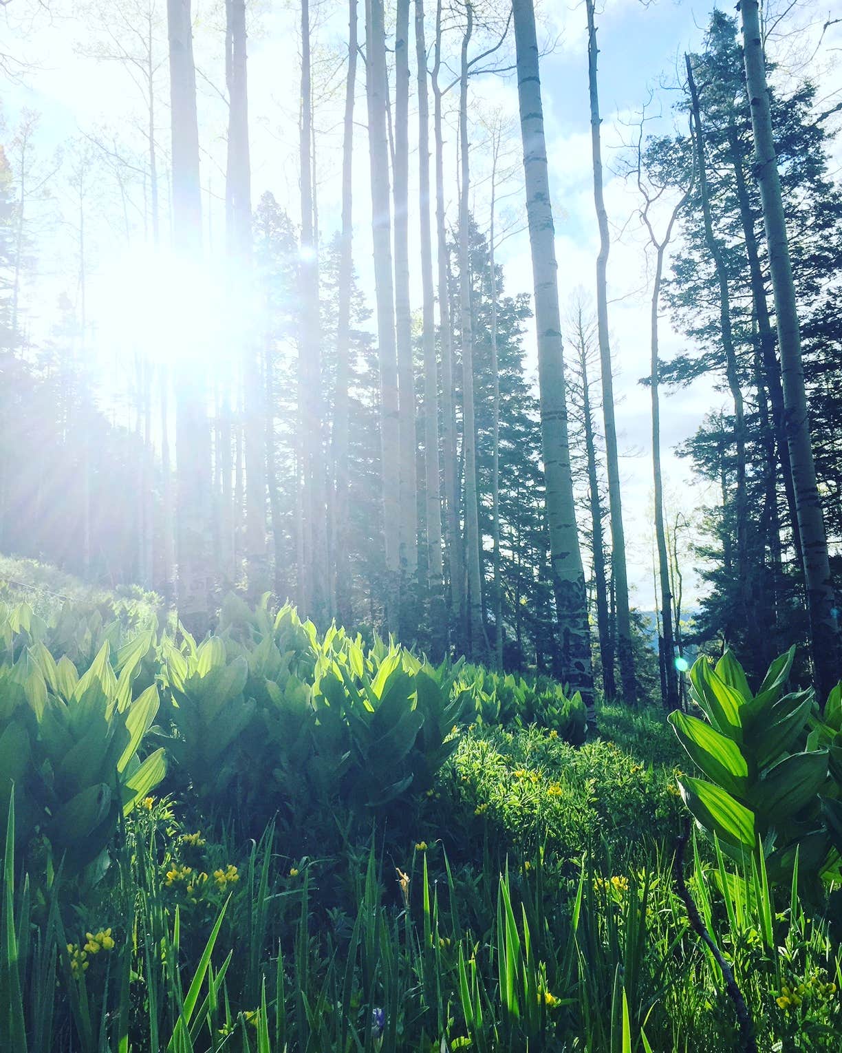 Camper-submitted photo at Jacks Creek Horse Camp near Tesuque, NM