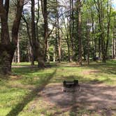 Review photo of Cook Forest State Park Campground by Erin H., June 19, 2017
