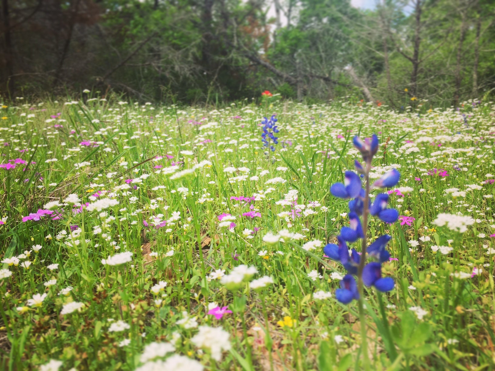 Bluebonnets in the Spring