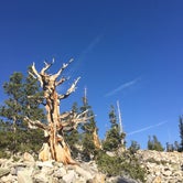 Review photo of Upper Lehman Creek Campground — Great Basin National Park by SwitchbackKids , June 19, 2017