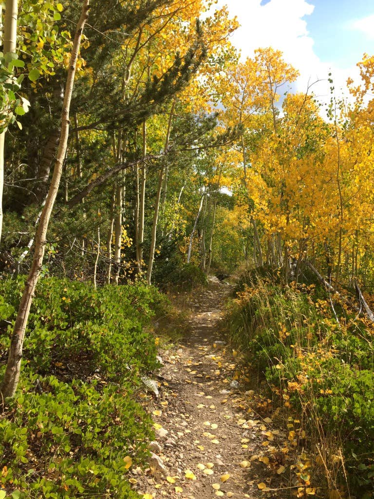 Camper submitted image from Upper Lehman Creek Campground — Great Basin National Park - 2