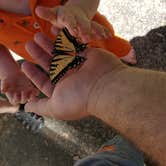 Review photo of Dunewood Campground — Indiana Dunes National Park by Brandon E., June 20, 2017