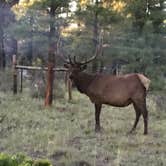 Review photo of Mather Campground — Grand Canyon National Park by Annie C., June 20, 2017