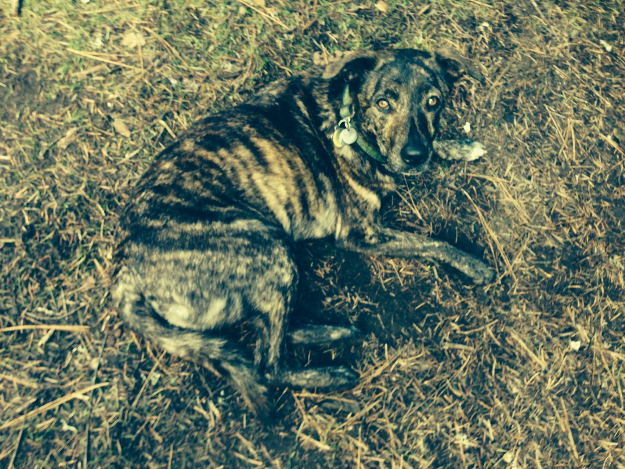 Kevin L.'s photo of camping with pets at Bonney Crossing near Tygh Valley, OR