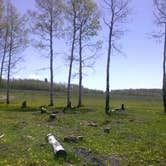 Review photo of Range Study Area - FS Road #217 by Cortney M., June 21, 2017