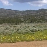 Review photo of Range Study Area - FS Road #217 by Cortney M., June 21, 2017