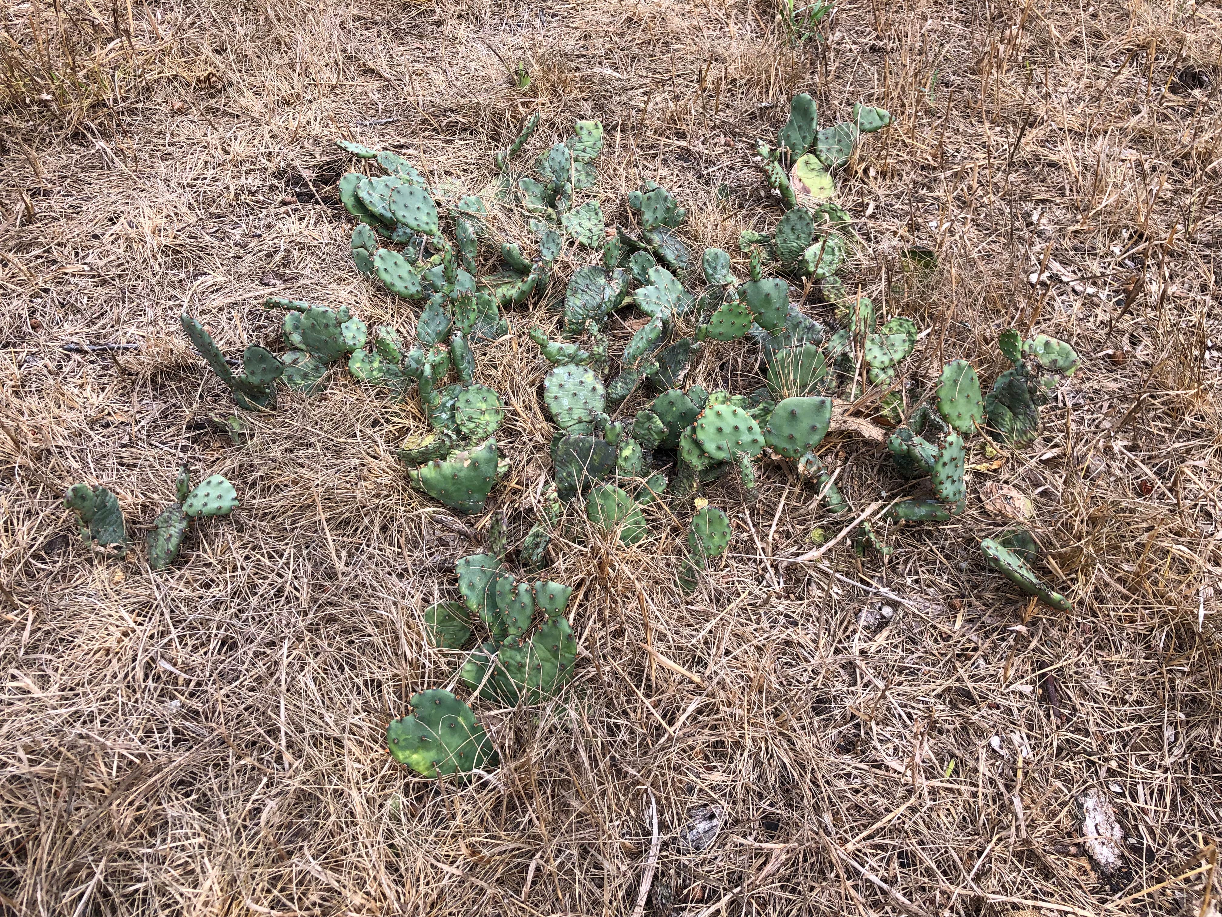 Camper-submitted photo at Oak Campground — Sand Ridge State Forest near Forest City, IL