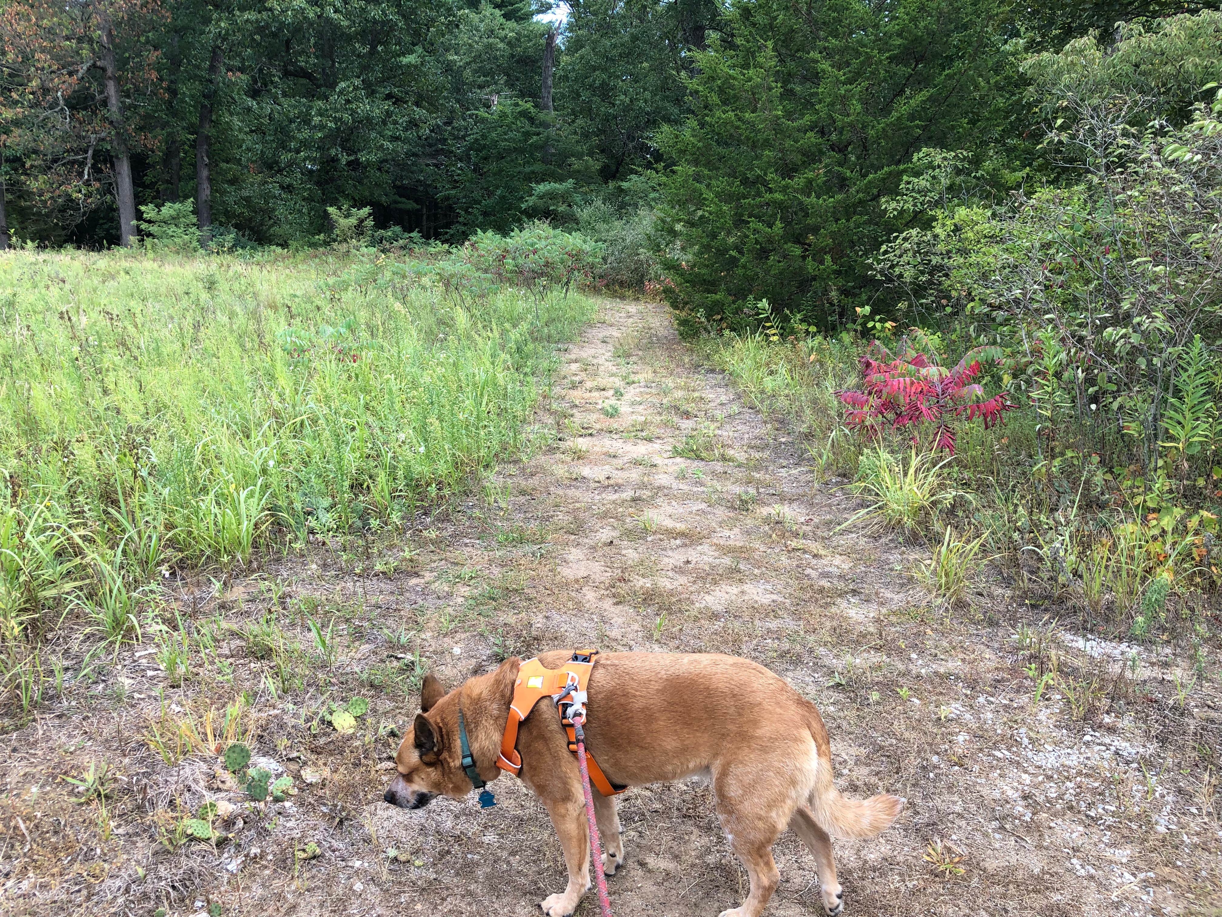 Camper submitted image from Oak Campground — Sand Ridge State Forest - 1