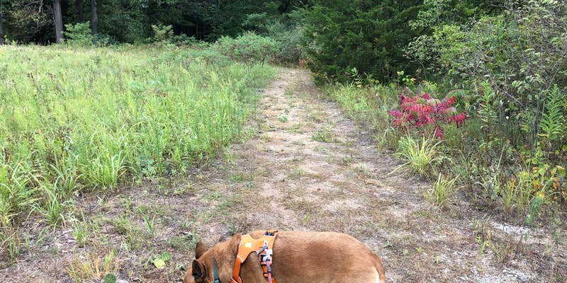 Camper submitted image from Oak Campground — Sand Ridge State Forest