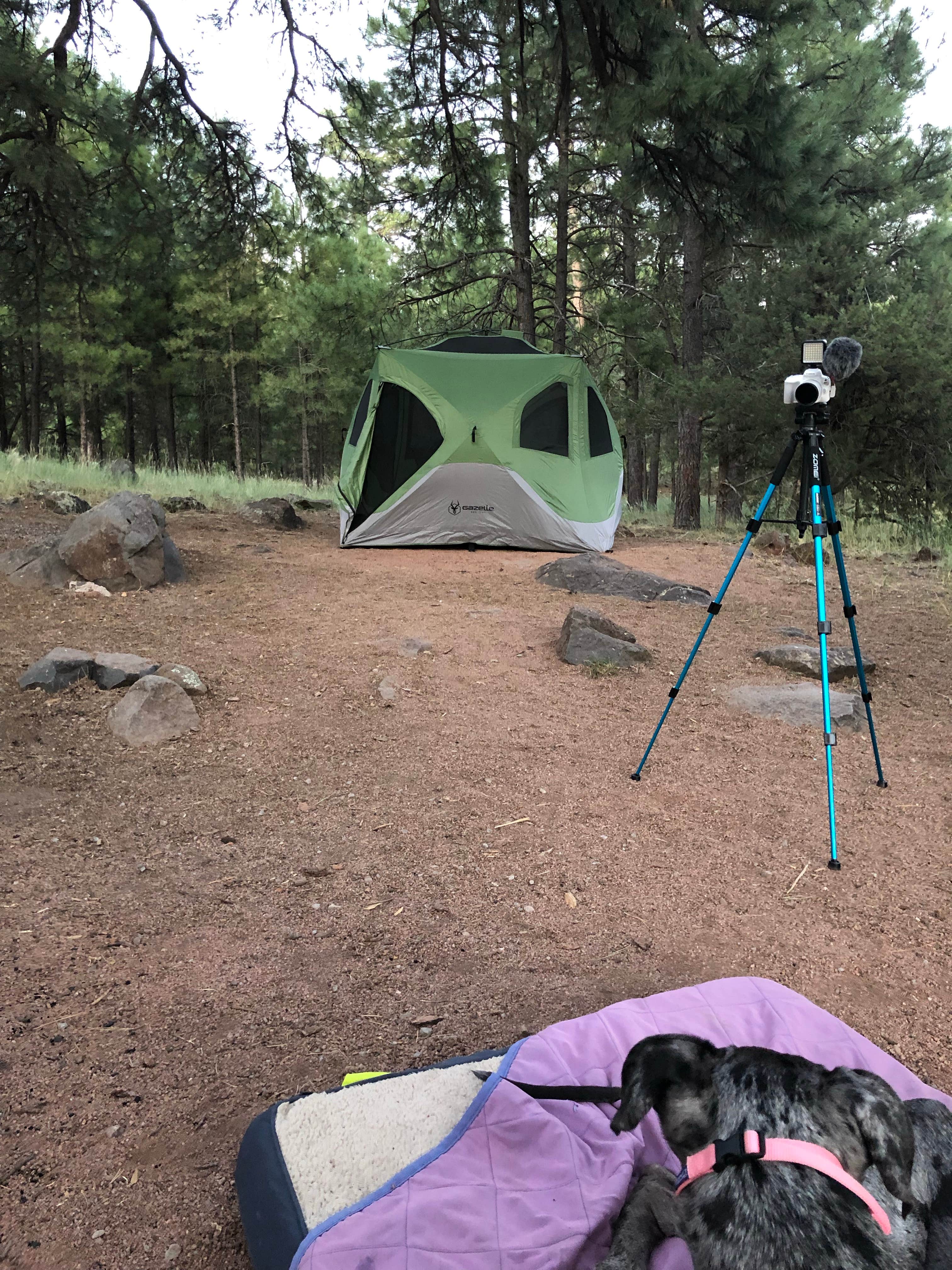 Whitney C.'s photo of camping with pets at Lakeview Campground (Az) — Coconino National Forest Recreation near Flagstaff, AZ