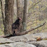 Review photo of Lewis Mountain Campground — Shenandoah National Park by Max O., August 24, 2019