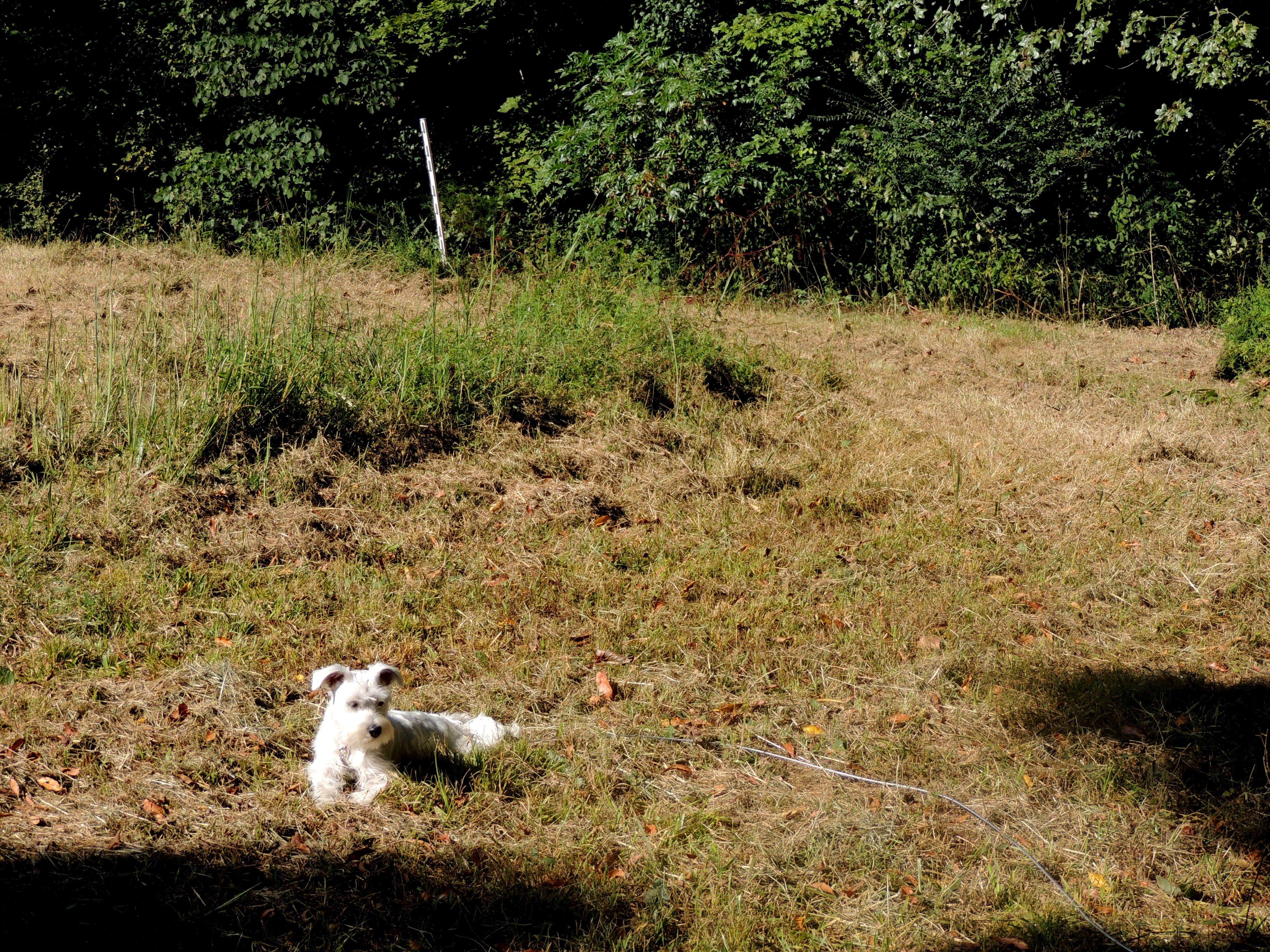 Jeremy H.'s photo of camping with pets at Blackberry Row at Shalom Farm near Lawrenceburg, TN