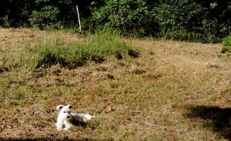 Jeremy H.'s photo of camping with pets at Blackberry Row at Shalom Farm near Lawrenceburg, TN