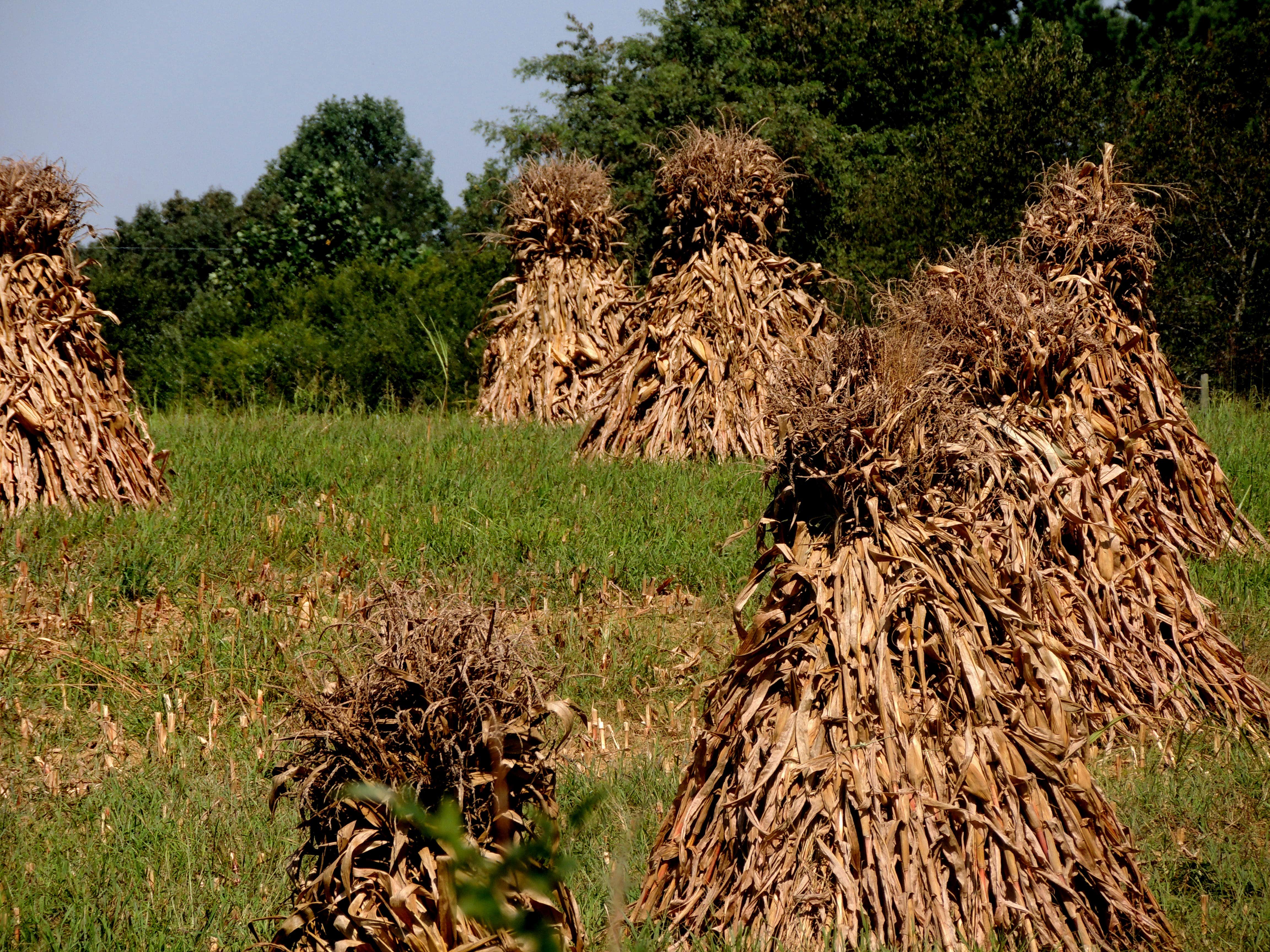 Camper-submitted photo at Blackberry Row at Shalom Farm near Lawrenceburg, TN