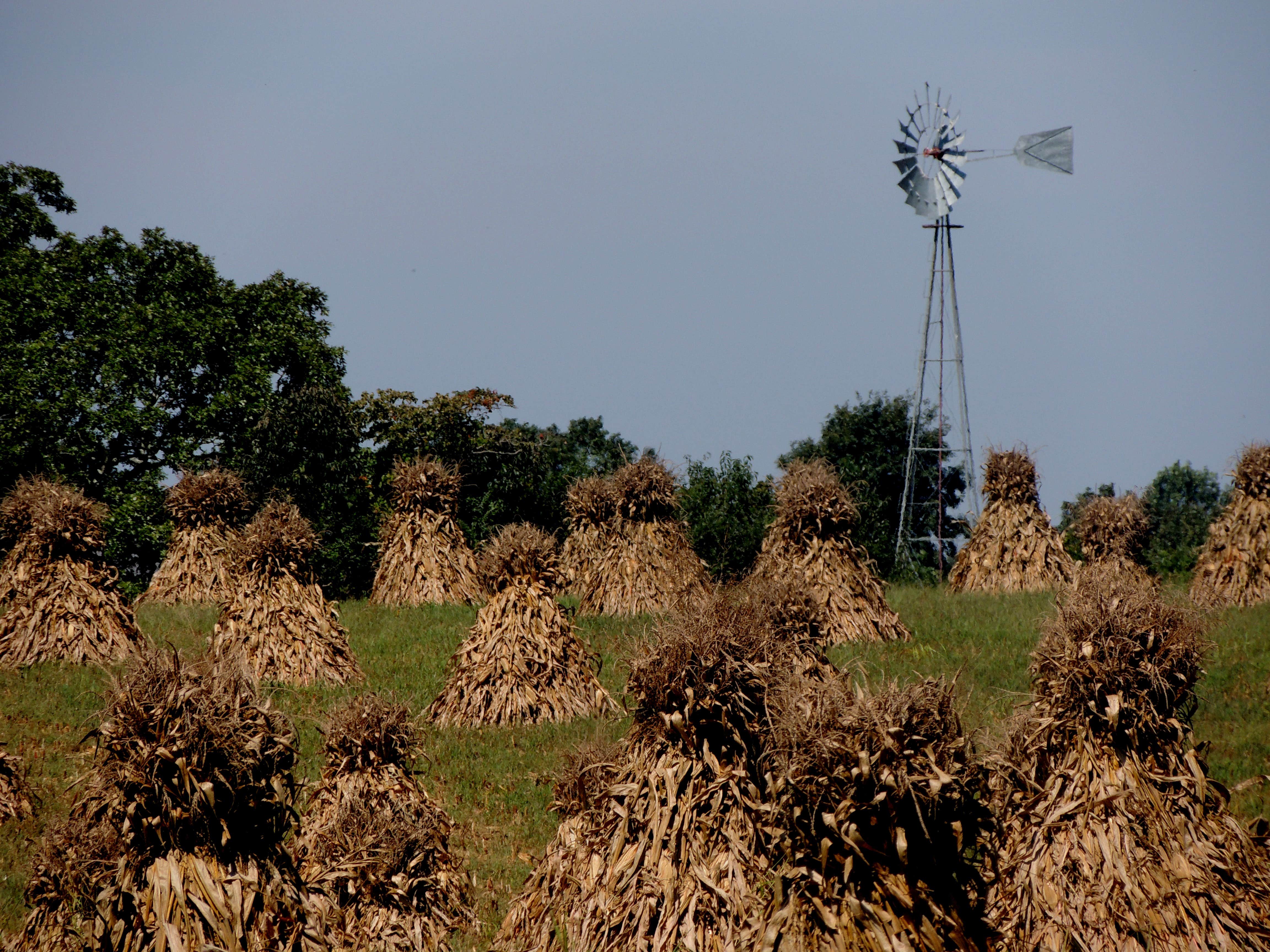 Camper-submitted photo at Blackberry Row at Shalom Farm near Lawrenceburg, TN