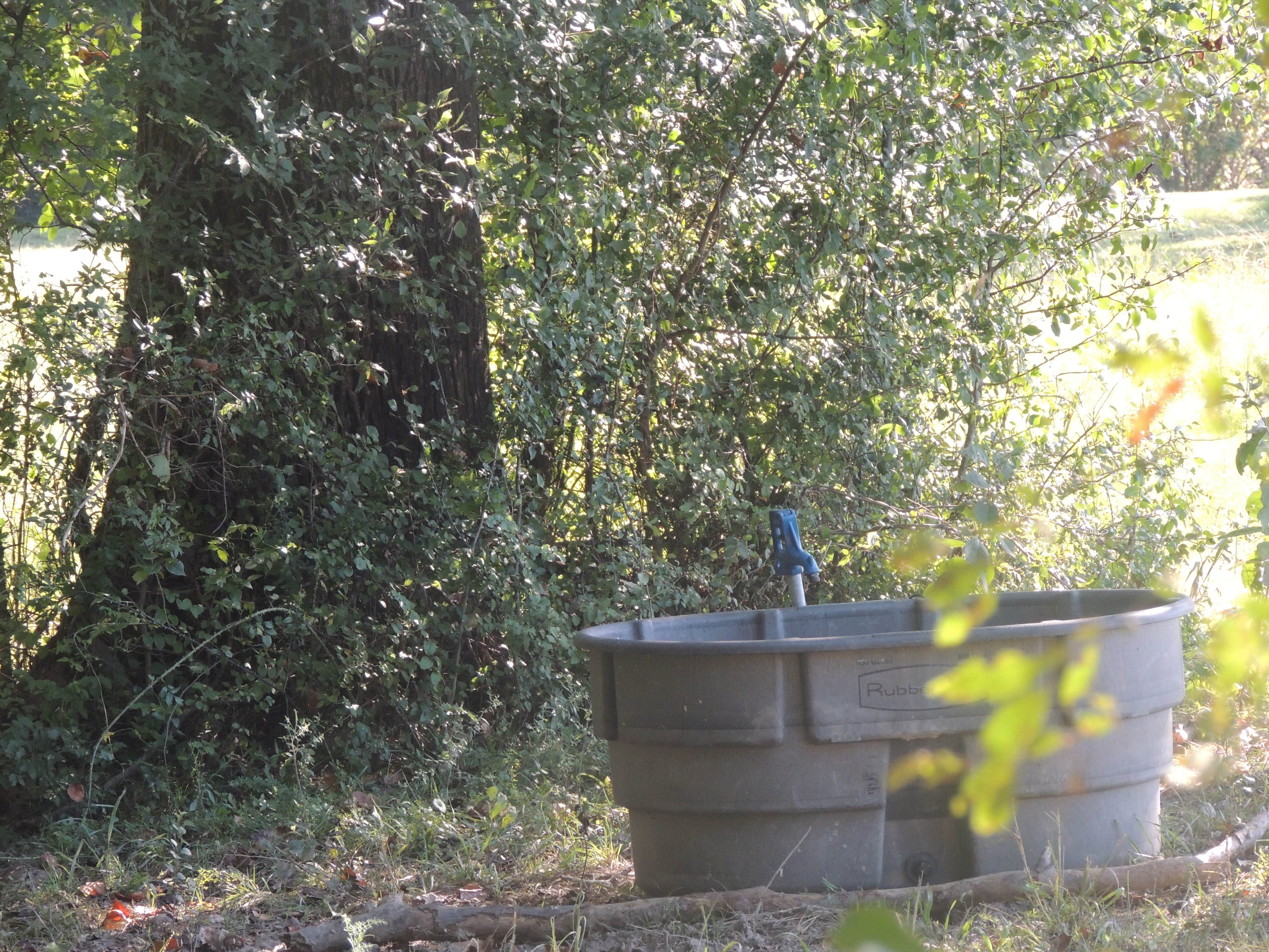 Camper-submitted photo at Blackberry Row at Shalom Farm near Lawrenceburg, TN