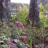 Review photo of Pinewoods Lake Rec Area — Mark Twain National Forest by Lula L., August 31, 2019