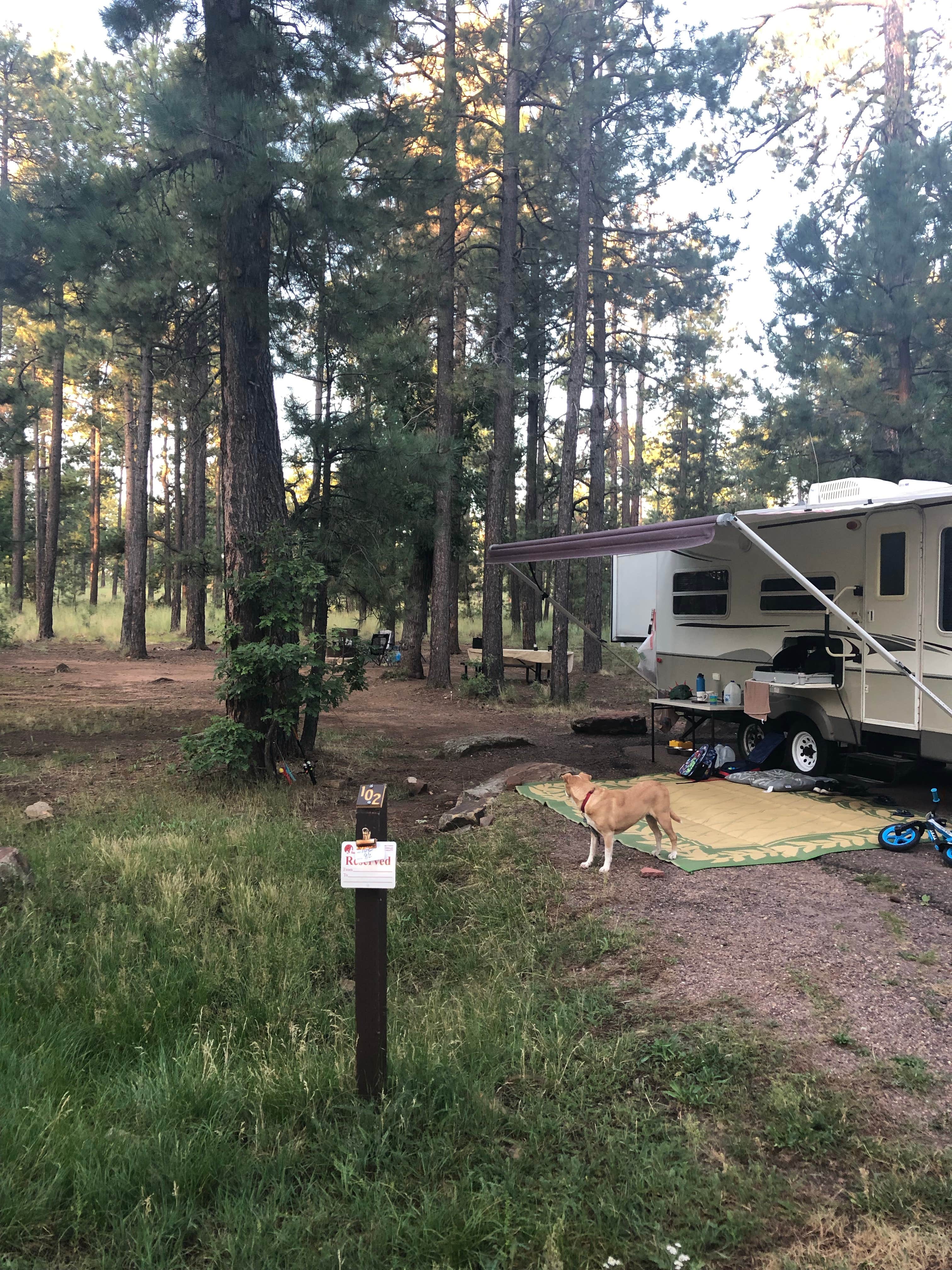 Melissa S.'s photo of camping with pets at Aspen Campground near Kohls Ranch, AZ