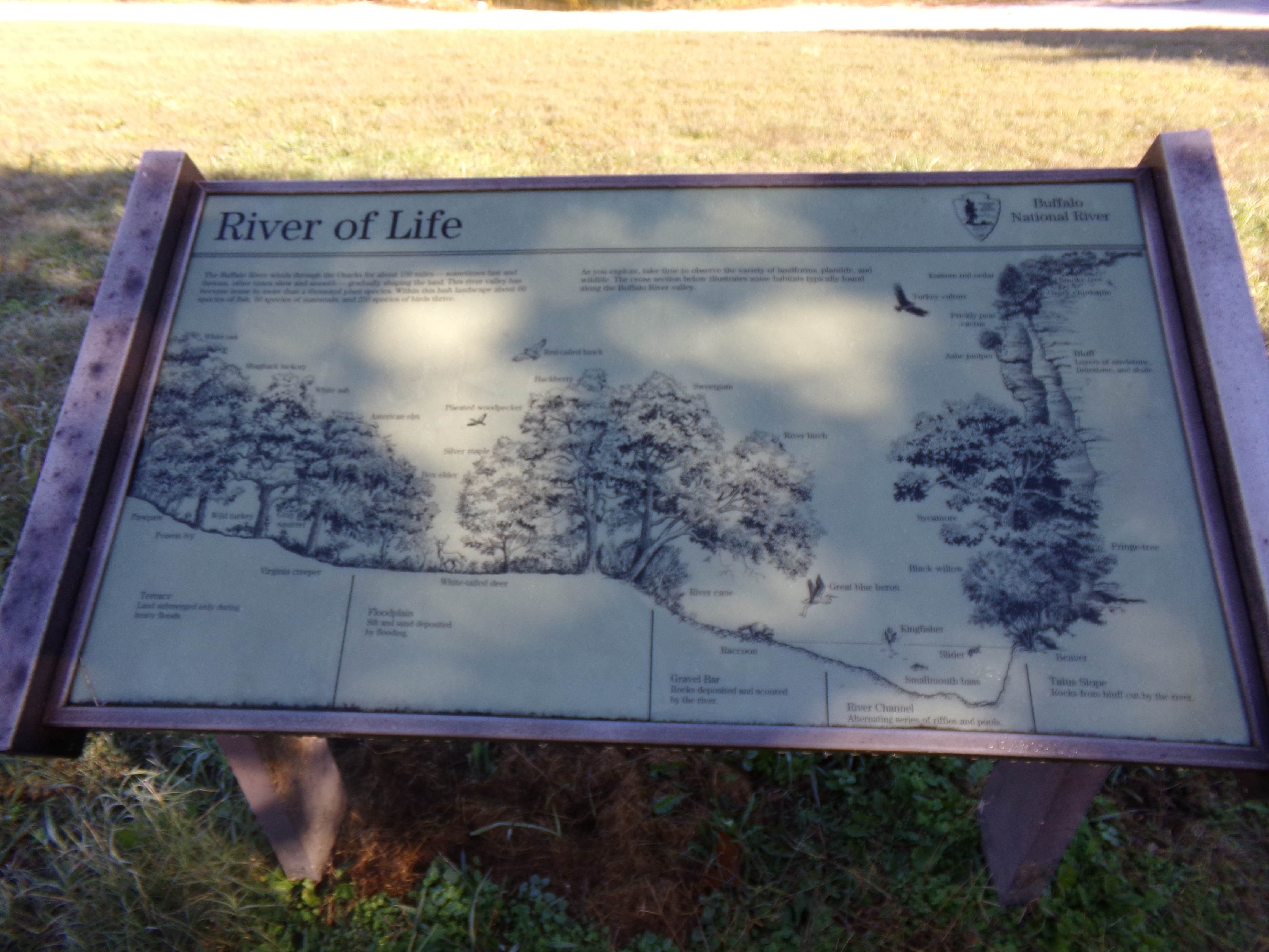 History of river life