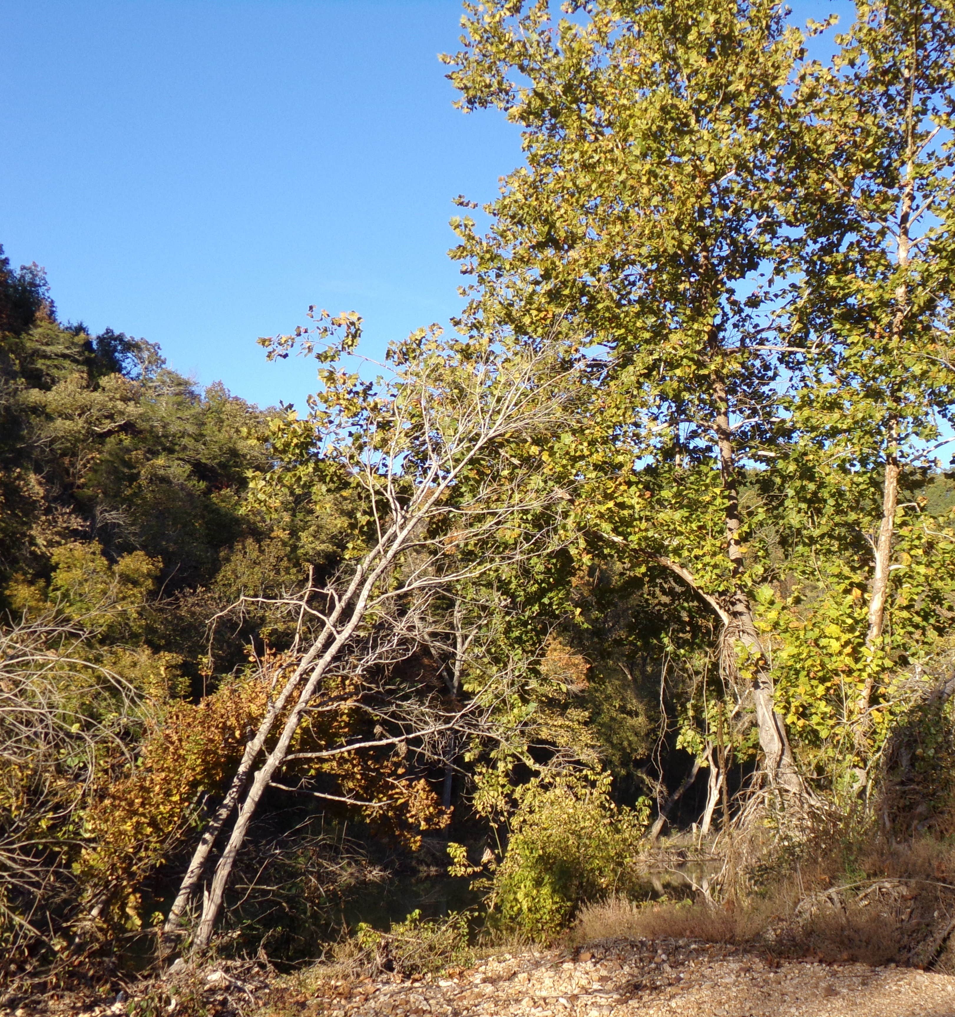Camper-submitted photo at Rymers Backcountry Camping — Ozark National Scenic Riverway near Pomona, MO