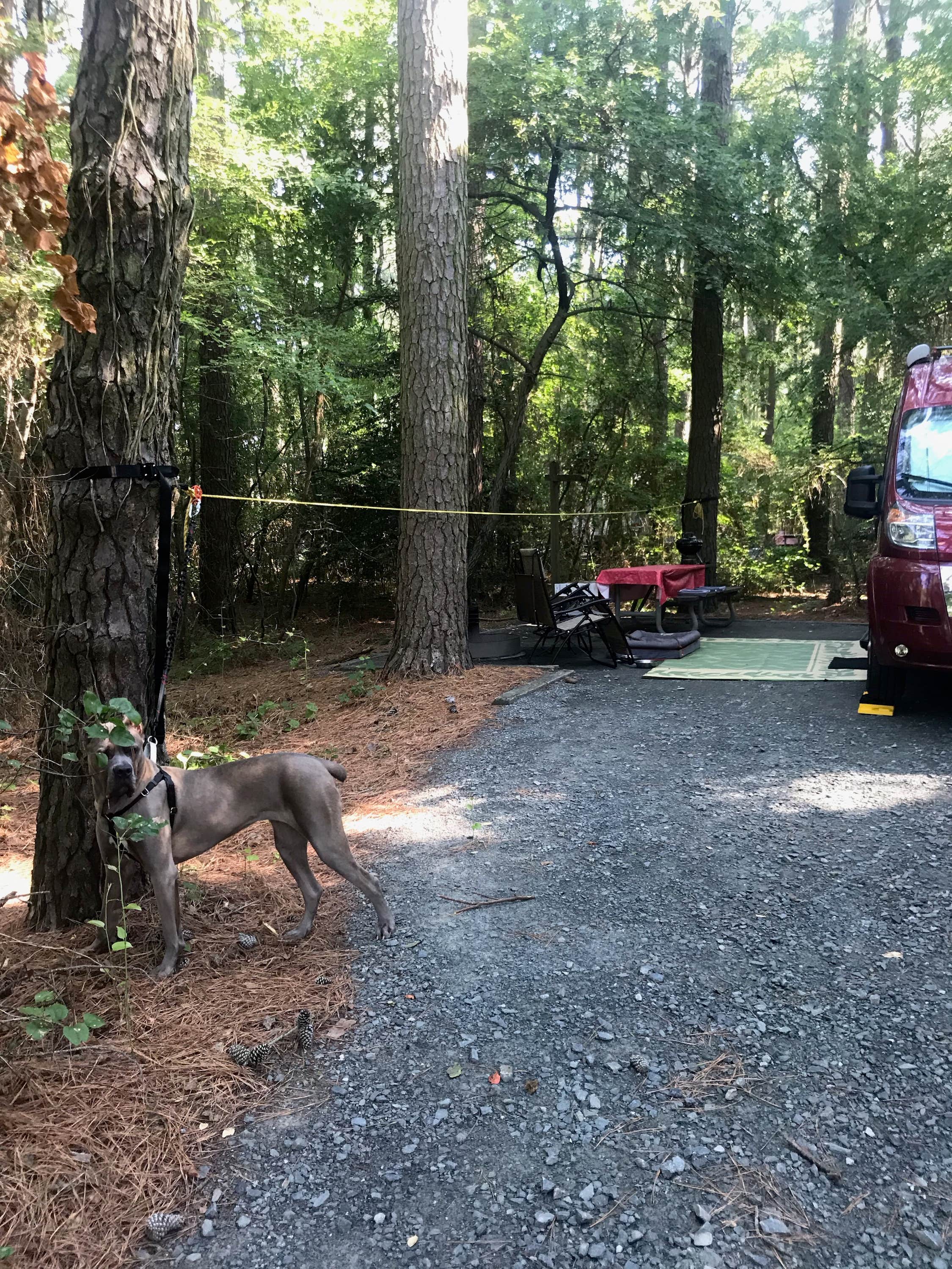 Ben J.'s photo of camping with pets at Janes Island State Park Campground near Pocomoke City, MD