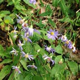 Review photo of Lewis Mountain Campground — Shenandoah National Park by Sam M., September 1, 2019