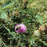 Review photo of Lewis Mountain Campground — Shenandoah National Park by Sam M., September 1, 2019