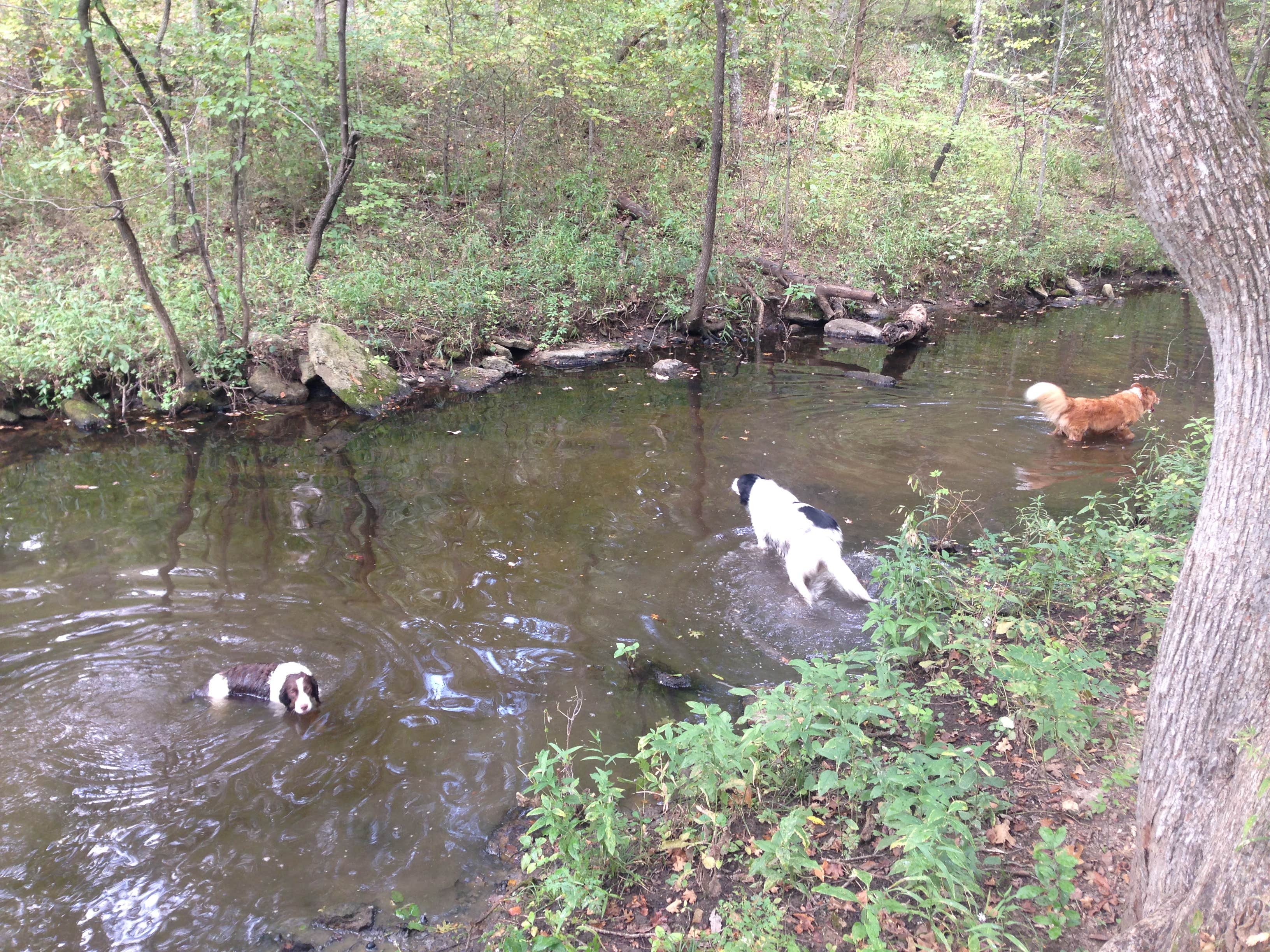 Camper submitted image from Greenleaf State Park Campground - 4