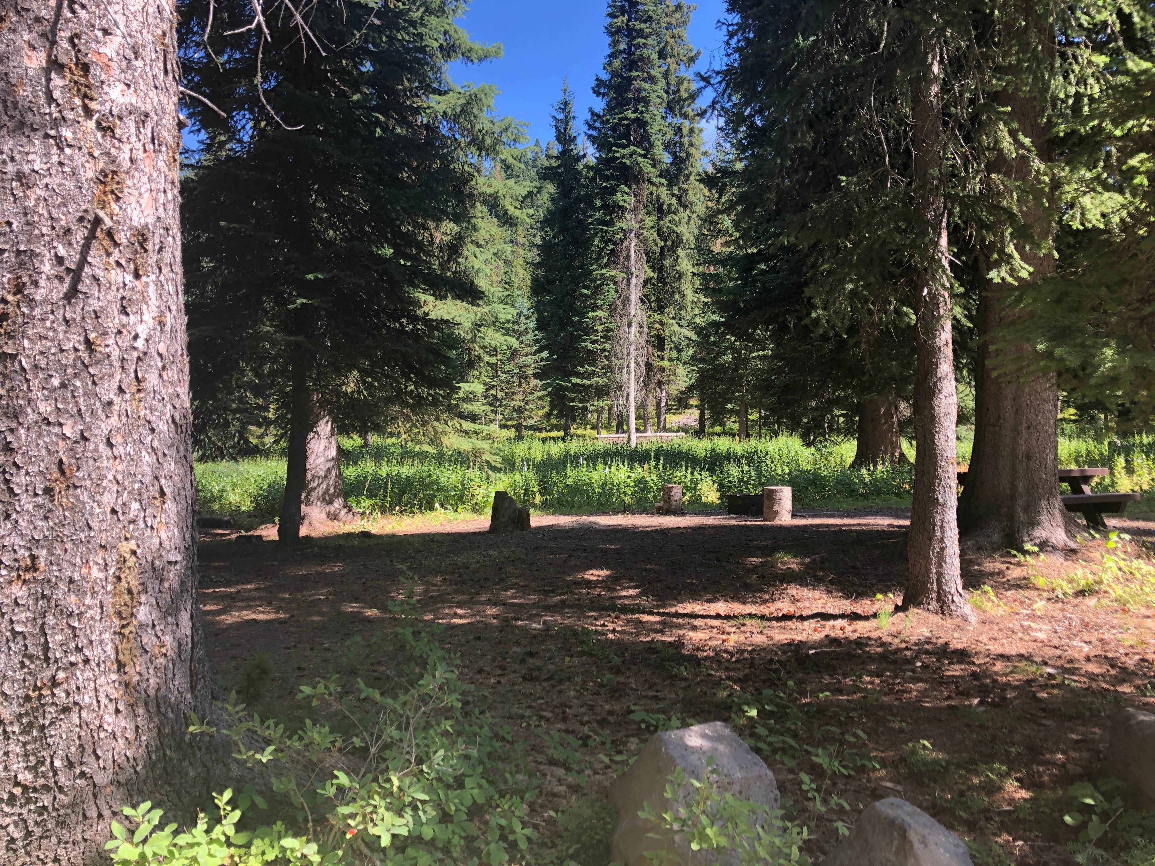 A few decent hammock trees