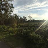 Review photo of Wekiwa Springs State Park Campground by Caitlyn P., June 22, 2017