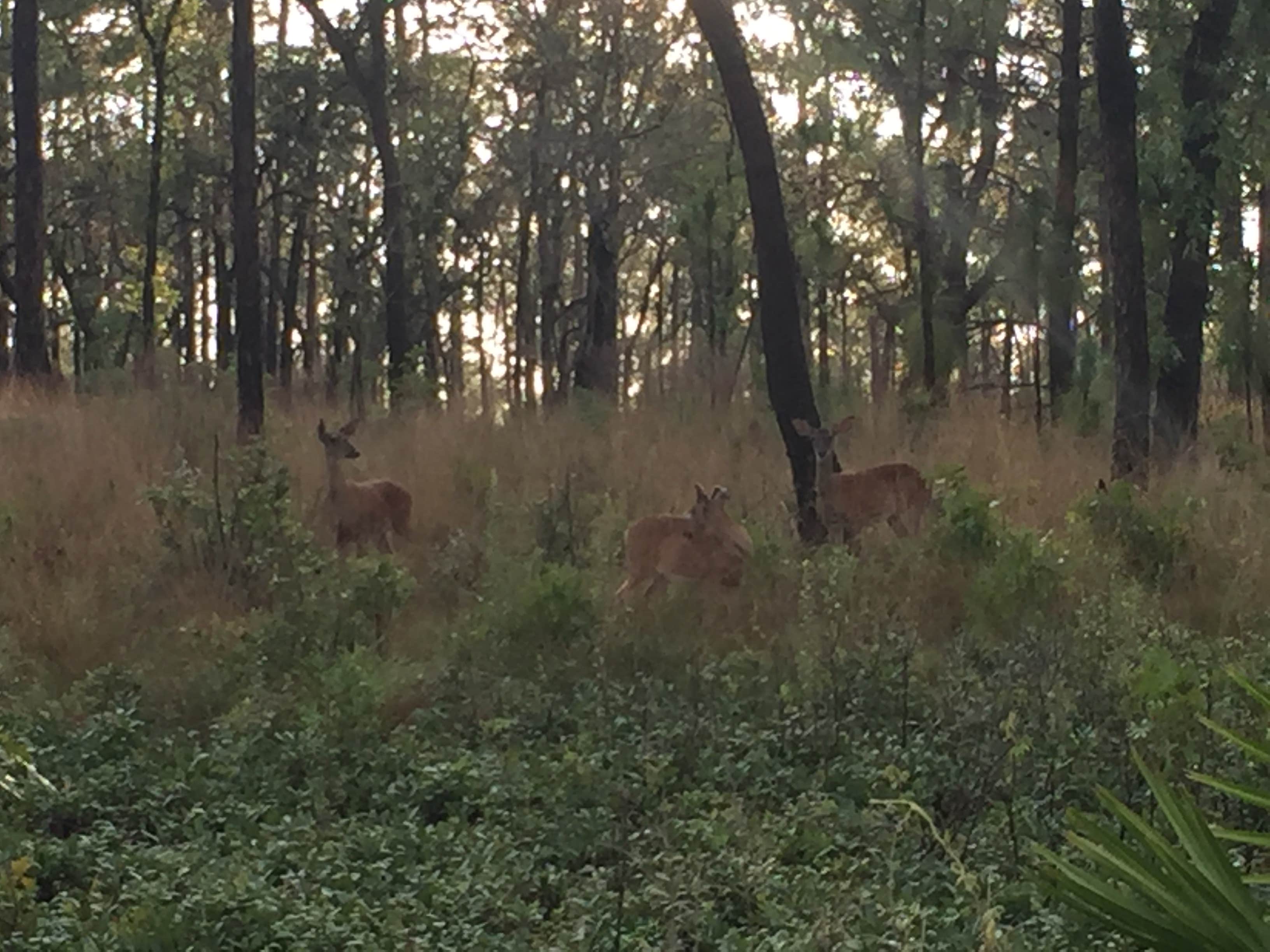 Camper submitted image from Wekiwa Springs State Park Campground - 2