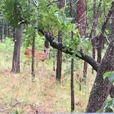 Review photo of Wekiwa Springs State Park Campground by Caitlyn P., June 22, 2017