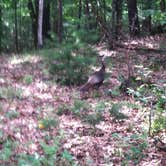 Review photo of Pawtuckaway State Park Campground by Madison G., June 22, 2017