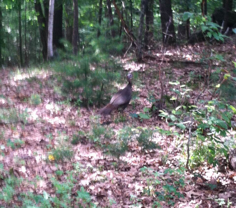Camper submitted image from Pawtuckaway State Park Campground - 2
