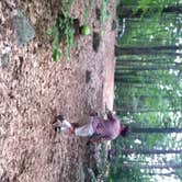 Review photo of Pawtuckaway State Park Campground by Madison G., June 22, 2017