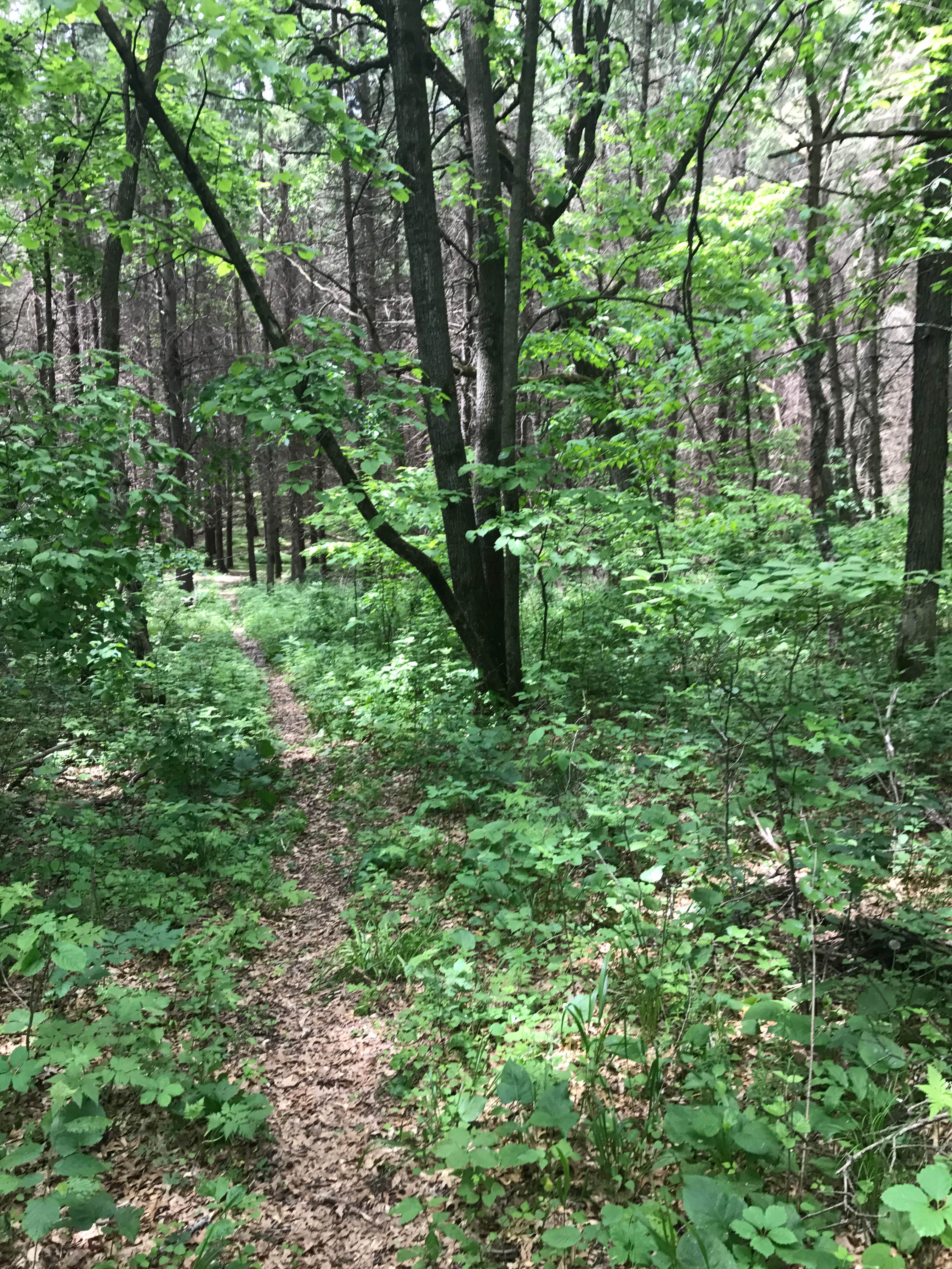 Camper submitted image from Birch Lake - 2