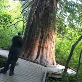 Review photo of Cougar Rock Campground — Mount Rainier National Park by Becky R., June 23, 2017