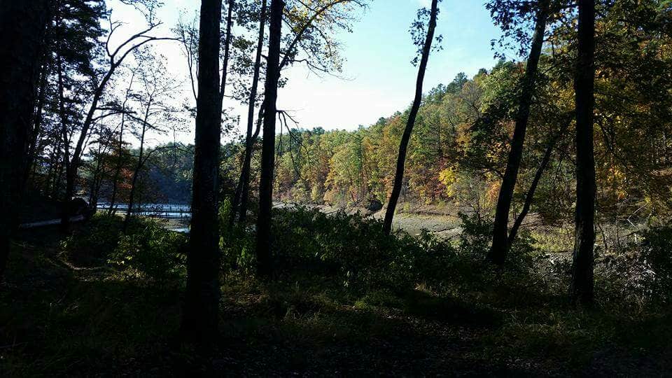 Camper-submitted photo at Washita Primitive Camping Area near Oden, AR