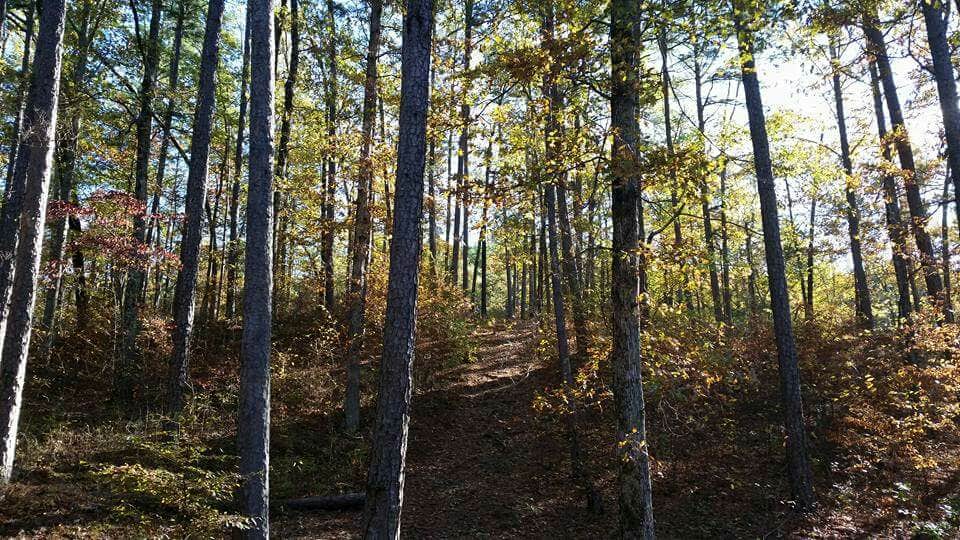 Camper-submitted photo at Washita Primitive Camping Area near Oden, AR