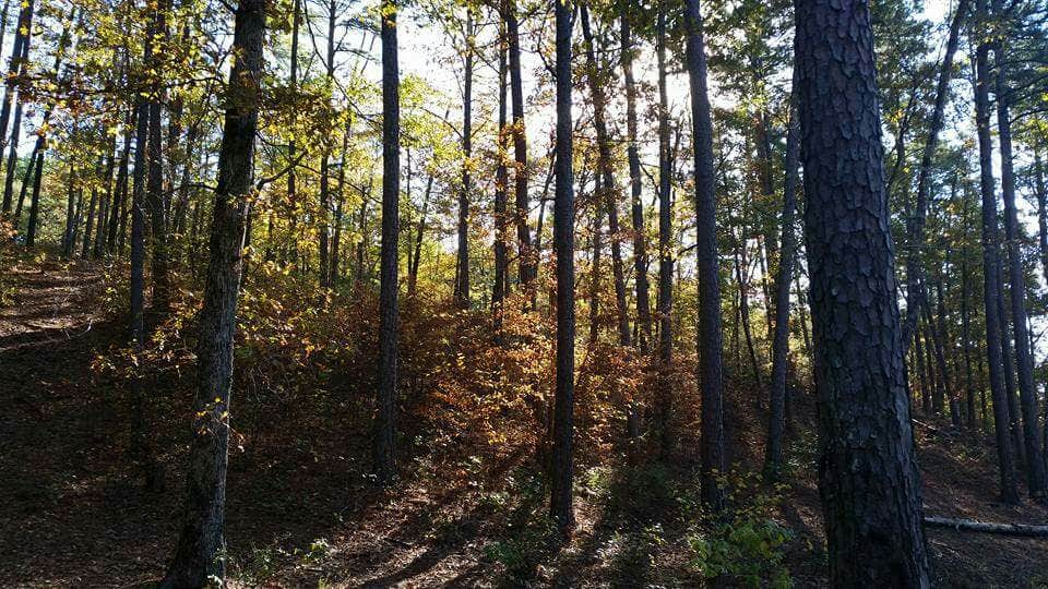 Camper-submitted photo at Washita Primitive Camping Area near Oden, AR