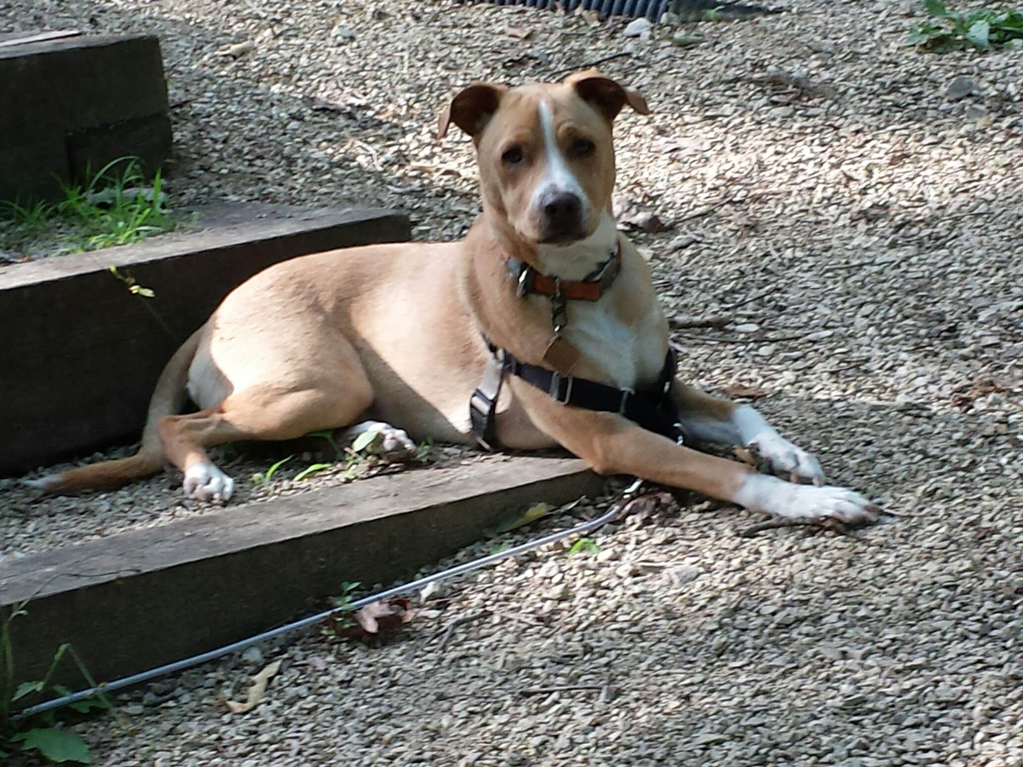 Debra W.'s photo of camping with pets at Koomer Ridge Campground — Daniel Boone National Forest near Slade, KY
