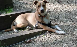 Debra W.'s photo of camping with pets at Koomer Ridge Campground — Daniel Boone National Forest near Slade, KY