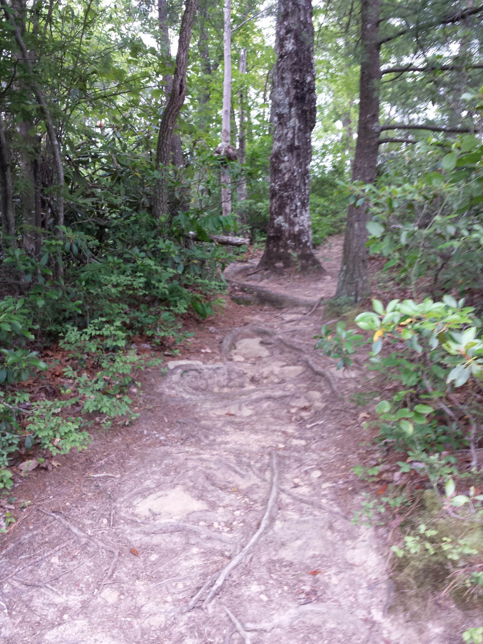 Camper submitted image from Koomer Ridge Campground — Daniel Boone National Forest - 5
