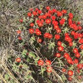 Review photo of Seminole Canyon State Park Campground by Emily M., June 25, 2017