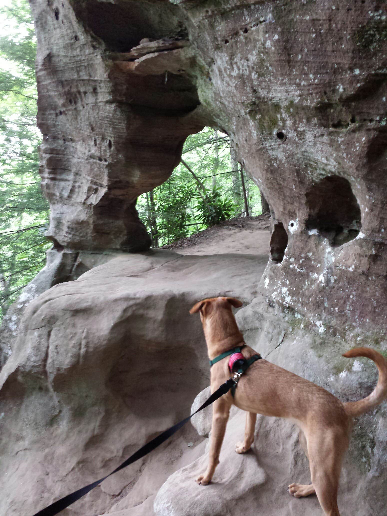 Camper submitted image from Koomer Ridge Campground — Daniel Boone National Forest - 3