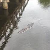 Review photo of Brazos Bend State Park Campground by Emily M., June 25, 2017