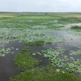 Review photo of Brazos Bend State Park Campground by Emily M., June 25, 2017